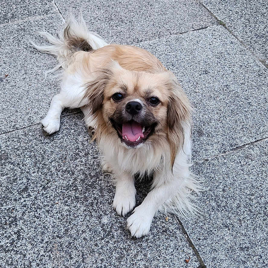 Andy a rejoint le concours — aidez-le/la à gagner de superbes lots ! dog, small_dog, fluffy, long_hair, tan_fur, white_fur, black_face, open_mouth, tongue, happy, smiling, sitting, lying_down, outdoor, pavement, tiles, sidewalk, portrait, pet, animal
