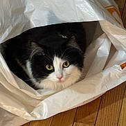 Swiper is registered to the contest to win money with this photo: animal, black_and_white, cat, close_up, curious, cute, domestic, ears, feline, fur, hidden, indoor, looking_up, pet, plastic_bag, playful, resting, whiskers, wooden_floor, yellow_eyes