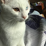 Olblack a rejoint le concours — aidez-le/la à gagner de superbes lots ! aegean_cat, burmilla, cat, cat_like_mammal, domestic_short_haired_cat, eye, fauna, fur, khao_manee, kitten, small_to_medium_sized_cats, snout, whiskers