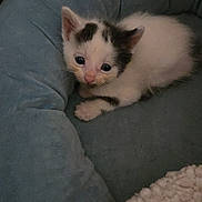 Baby joined the competition — help win amazing prizes! kitten, cat, pet, animal, feline, young, cute, black_and_white, fur, whiskers, blue_cushion, cozy, indoor, resting, small, adorable, soft, paw, closeup, sleepy