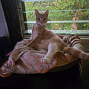 Axl Rose is registered to the contest to win money with this photo: cat, ginger_cat, white_cat, pet, indoor, window, blanket, relaxed, feline, paw, fur, collar, domestic_animal, resting, sunlight, greenery, home, cozy, animal, leisure