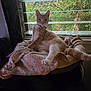 cat, ginger_cat, white_cat, pet, indoor, window, blanket, relaxed, feline, paw, fur, collar, domestic_animal, resting, sunlight, greenery, home, cozy, animal, leisure
