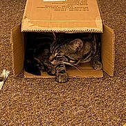 Ozzy is registered to the contest to win money with this photo: animal, brown, cardboard_box, carpet, cat, cozy, cute, domestic_cat, feline, household, indoor, paws, pet, play, relaxed, resting, striped, tabby_cat, tunnel, whiskers