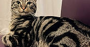 Ozzy joined the competition — help win amazing prizes! cat, tabby_cat, striped_fur, purple_chair, leather_chair, indoor, pet, relaxed, feline, whiskers, ears, eyes, sitting, furniture, table, curtain, domestic_animal, animal, cute, companion