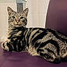 cat, tabby_cat, striped_fur, purple_chair, leather_chair, indoor, pet, relaxed, feline, whiskers, ears, eyes, sitting, furniture, table, curtain, domestic_animal, animal, cute, companion