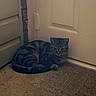 Ozzy is registered to the contest to win money with this photo: cat, tabby, door, doormat, indoor, animal, pet, fur, striped, resting, quiet, floor, home, cozy, curled_up, watchful, calm, whiskers, ears, shadow