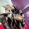 cat, tabby_cat, sleeping, curled_up, red_blanket, purple_chair, brick_wall, indoor, pet, feline, fur, resting, cozy, animal, whiskers, paw, cute, domestic_cat, relaxation, nap
