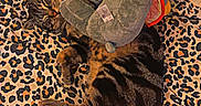 Ozzy is registered to the contest to win money with this photo: animal, bed, blanket, cat, cozy, cute, domestic_cat, elephant_toy, feline, fur, indoor, leopard_print, pet, relaxed, resting, sleeping, soft_toy, striped, stuffed_animal, tabby_cat