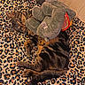 animal, bed, blanket, cat, cozy, cute, domestic_cat, elephant_toy, feline, fur, indoor, leopard_print, pet, relaxed, resting, sleeping, soft_toy, striped, stuffed_animal, tabby_cat
