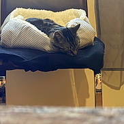 Ozzy is registered to the contest to win money with this photo: