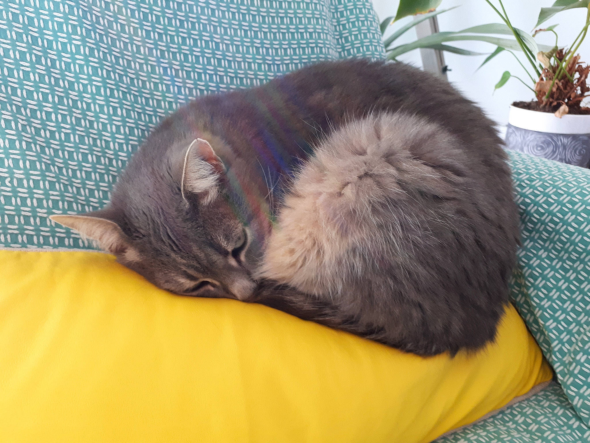 Dahlia participe au concours pour gagner de l'argent avec cette photo : british_shorthair, carnivore, cat, cat_bed, chartreux, comfort, domestic_short_haired_cat, ear, felidae, fur, korat, mammal, nap, nebelung, russian_blue, sleep, small_to_medium_sized_cats, tail, whiskers