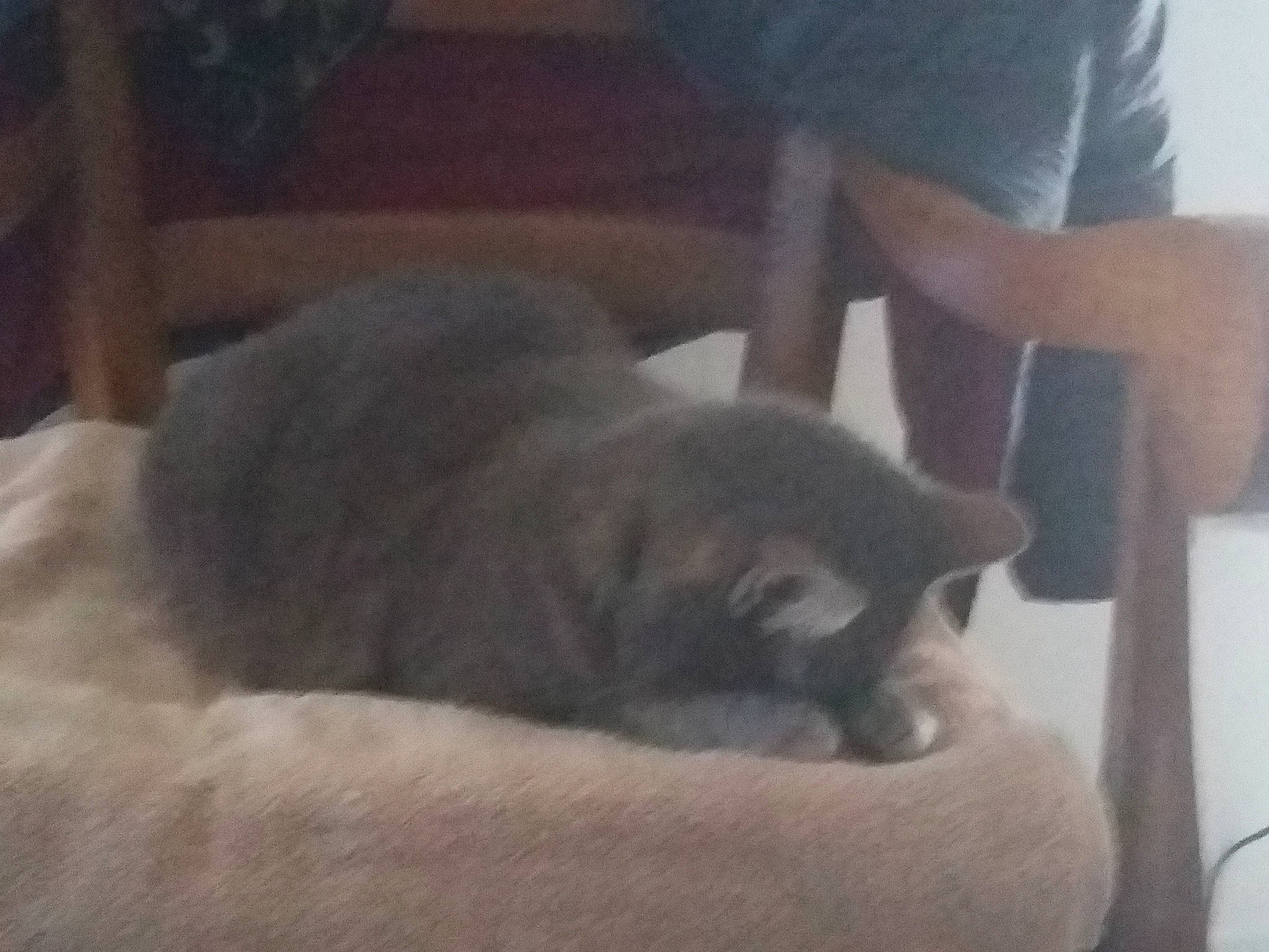 Dahlia participe au concours pour gagner de l'argent avec cette photo : british_shorthair, burmese, carnivore, cat, chartreux, domestic_short_haired_cat, fawn, felidae, kitten, korat, mammal, nebelung, russian_blue, small_to_medium_sized_cats, snout, whiskers