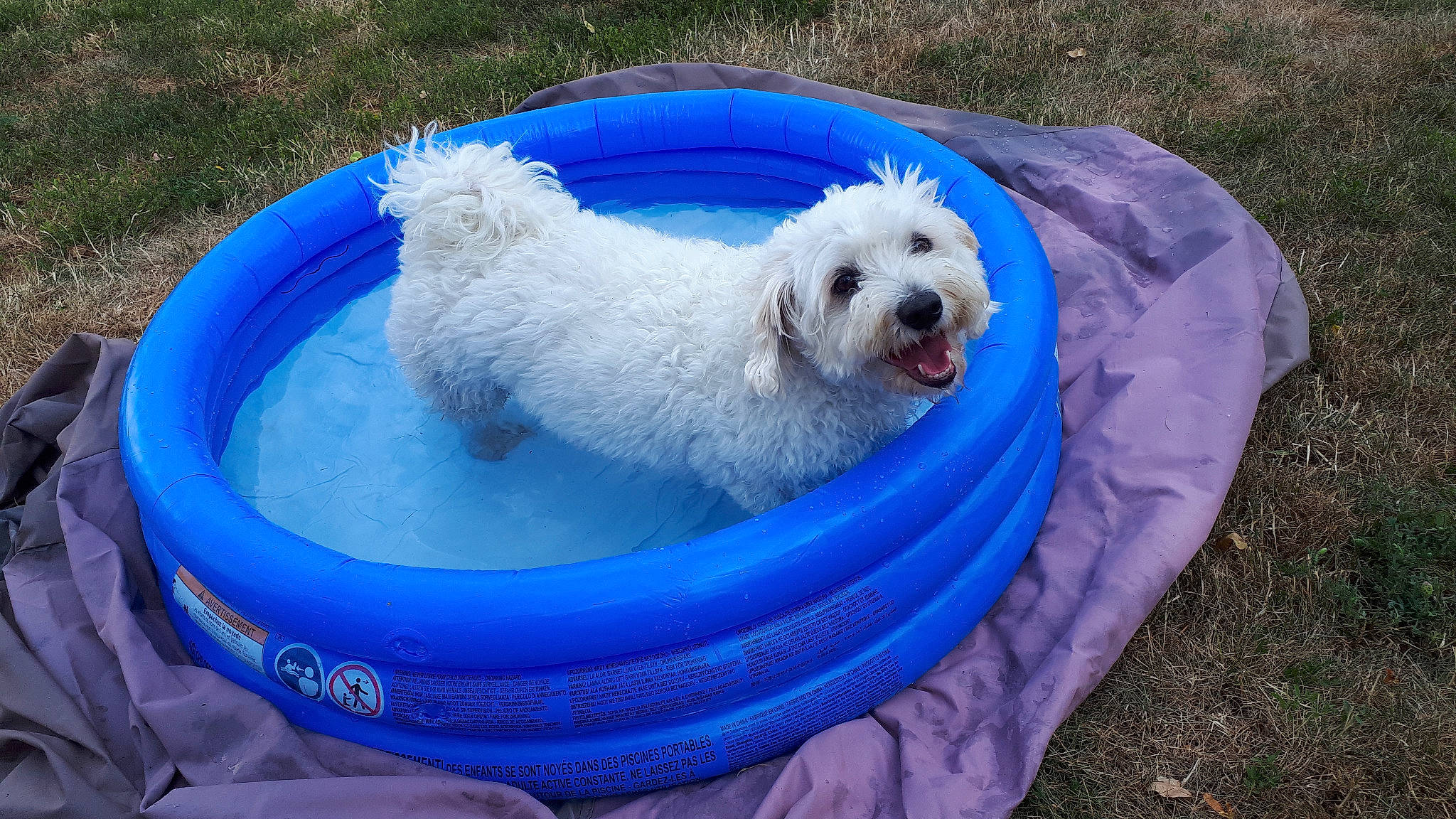 Happy participe au concours pour gagner de l'argent avec cette photo : bichon, bichon_frise, canidae, carnivore, companion_dog, coton_de_tulear, dog, dog_breed, havanese, maltese, mammal, non_sporting_group, poodle_crossbreed, rare_breed_dog, sporting_group, sporting_lucas_terrier, terrier, toy_dog, vertebrate, west_highland_white_terrier