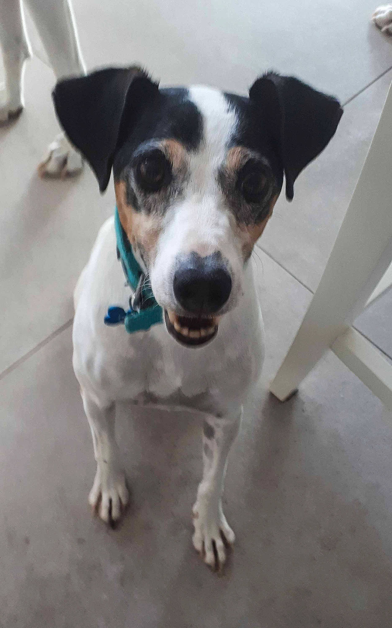 Dali participe au concours pour gagner de l'argent avec cette photo : brazilian_terrier, canidae, carnivore, chilean_fox_terrier, companion_dog, danish_swedish_farmdog, dog, dog_breed, feist, jack_russell_terrier, mammal, miniature_fox_terrier, rare_breed_dog, rat_terrier, ratonero_bodeguero_andaluz, russell_terrier, snout, sporting_group, tenterfield_terrier, vertebrate