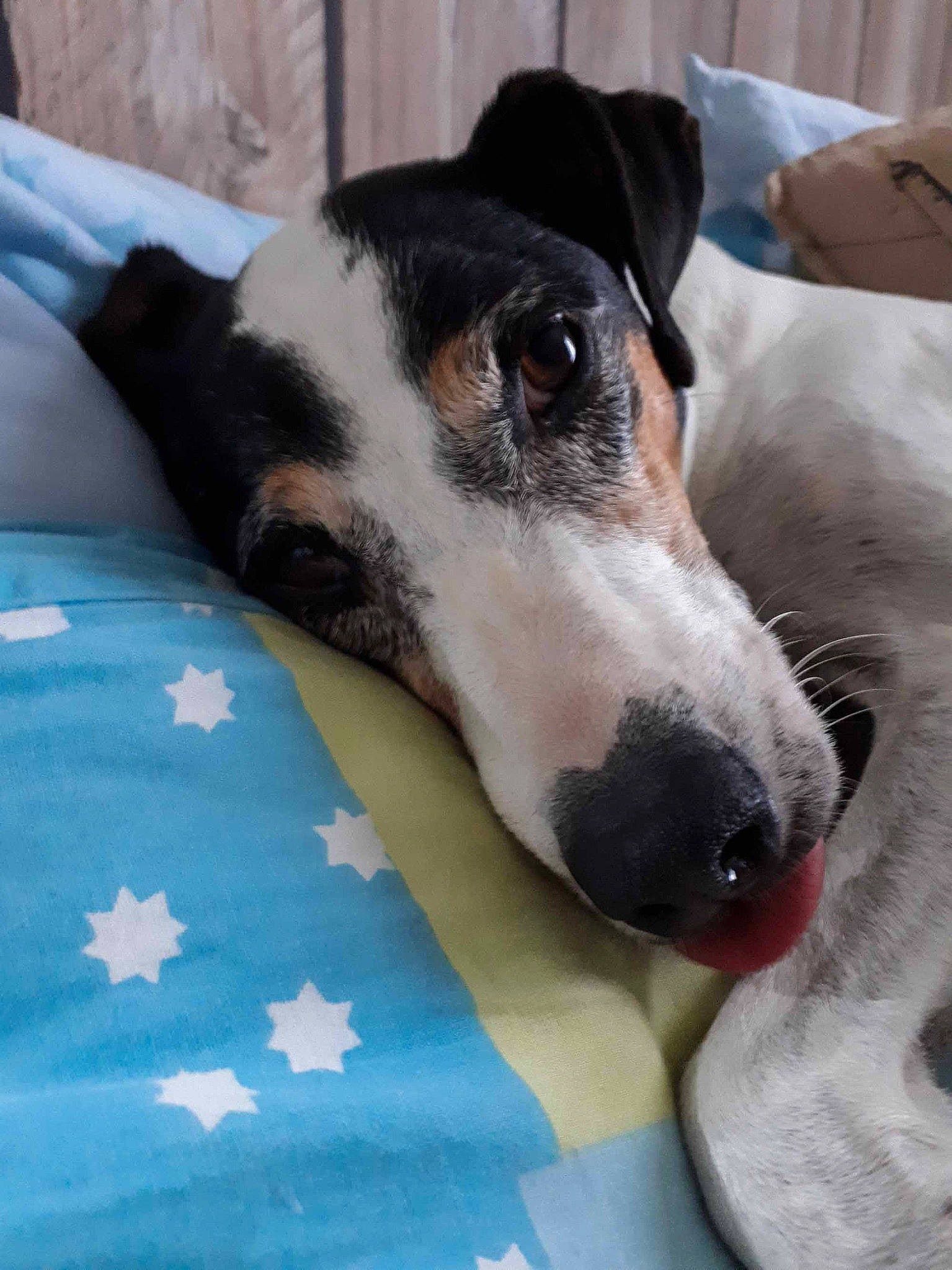 Dali participe au concours pour gagner de l'argent avec cette photo : canidae, carnivore, danish_swedish_farmdog, dog, dog_breed, feist, fox_terrier, greyhound, mammal, potcake_dog, rat_terrier, ratonero_bodeguero_andaluz, smooth_collie, smooth_fox_terrier, snout, vertebrate