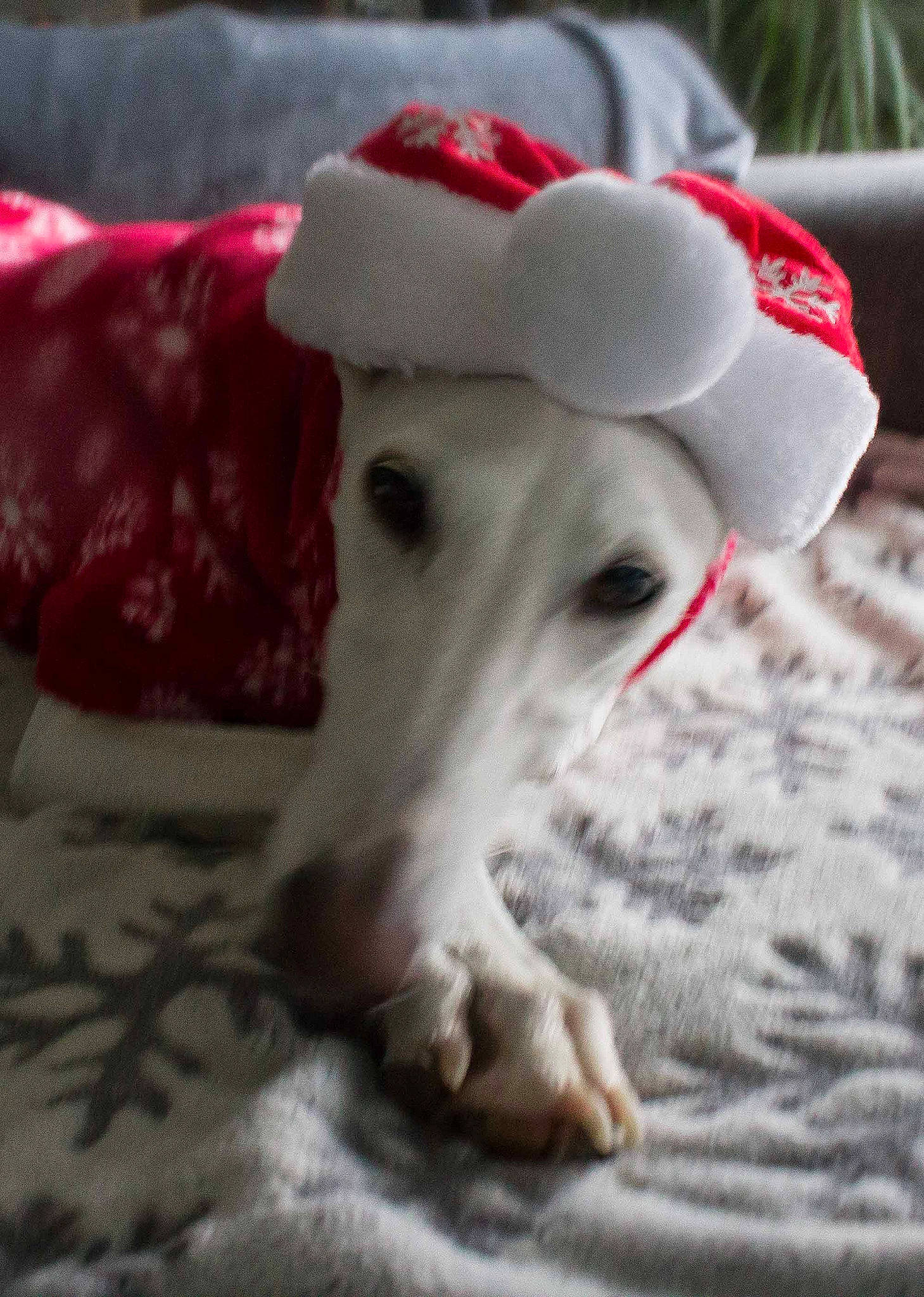 Maia a rejoint le concours — aidez-le/la à gagner de superbes lots ! canidae, carnivore, companion_dog, dog, dog_breed, greyhound, italian_greyhound, mammal, mudhol_hound, non_sporting_group, sighthound, snout, whippet