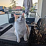cat, orange_and_white_cat, outdoor, balcony, table, wicker_chair, potted_plant, umbrella, sunset, furniture, pet, animal, curious, sitting, domestic_cat, fluffy, plant_pot, wooden_table, relaxed, home