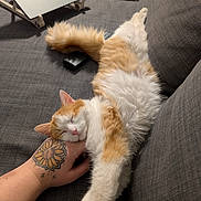 Nala a rejoint le concours — aidez-le/la à gagner de superbes lots ! cat, orange_and_white_cat, fluffy_cat, sleeping_cat, relaxed_cat, tattooed_hand, gray_couch, remote_control, laptop, indoor, cozy, pet, cute, stretching, resting, feline, domestic_cat, home, comfort, nap