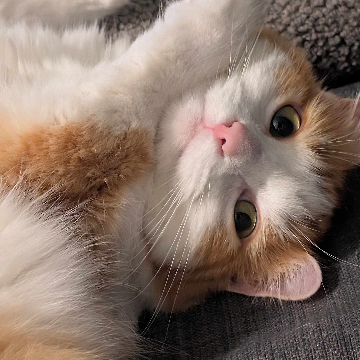 Nala participe au concours pour gagner de l'argent avec cette photo : animal, cat, closeup, cozy, cute, domestic_cat, face, fluffy, fur, indoor, lying_down, orange, paw, pet, pink_nose, playful, relaxed, soft, whiskers, white