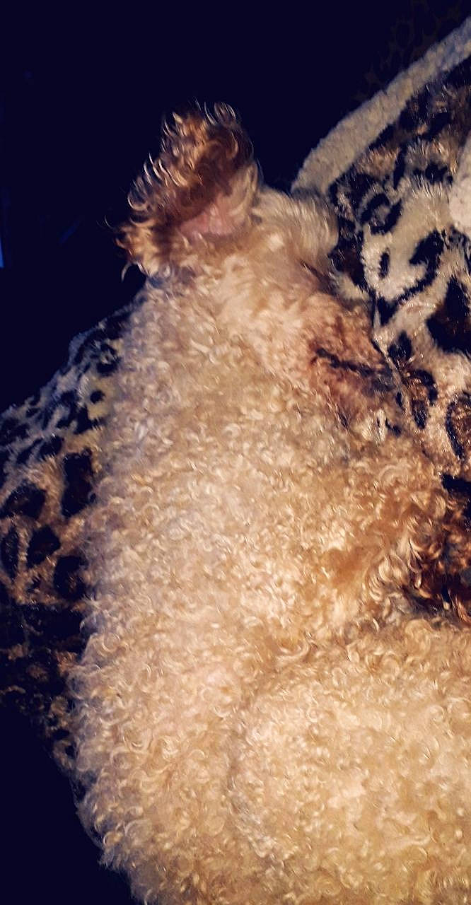 Bijoux participe au concours pour gagner de l'argent avec cette photo : canidae, carnivore, companion_dog, dog, dog_breed, fawn, fur, non_sporting_group, pet_supply, snout, sporting_group, tail, teddy_bear, terrestrial_animal, terrier, toy_dog, whiskers, winter, wool, working_animal