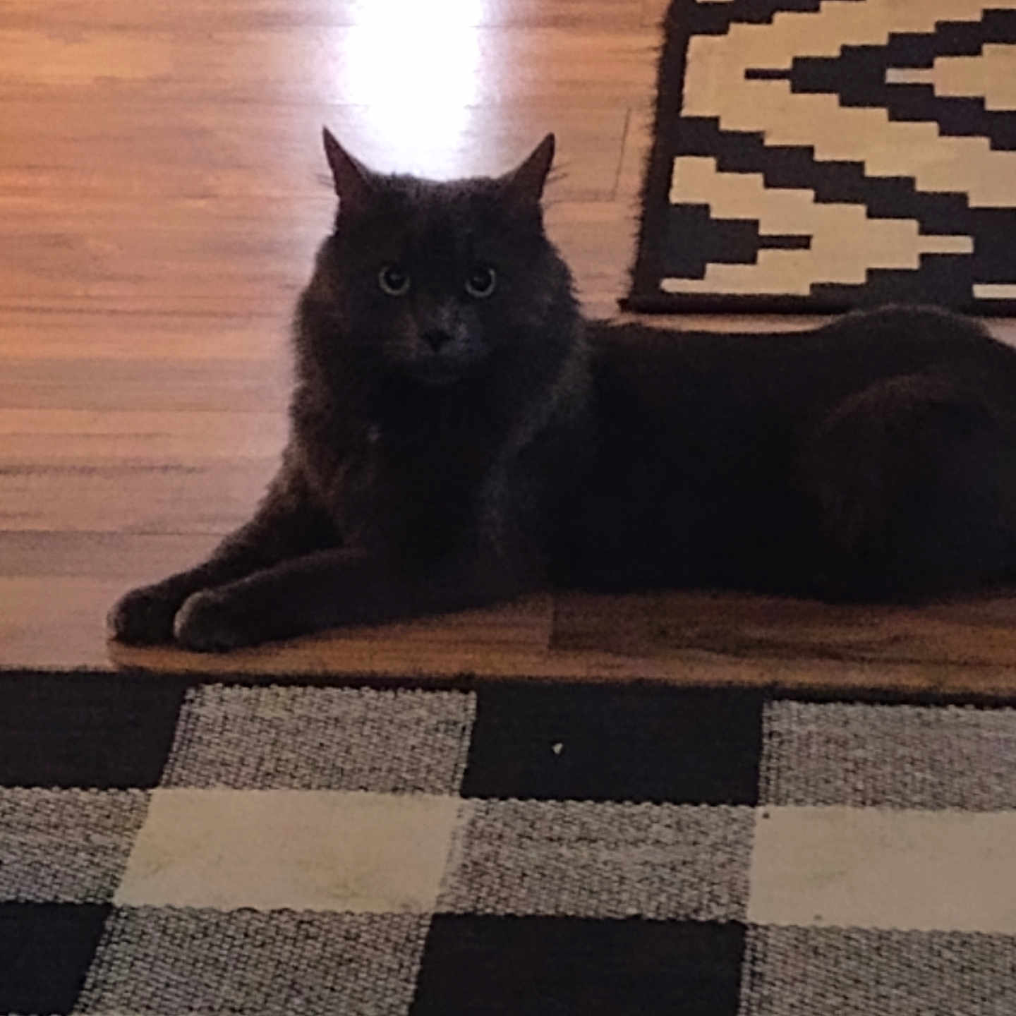 Smokey joined the competition — help win amazing prizes! abyssinian, animal, blackcat, cat, couch, furniture, hardwood, homedecor, indoors, interiordesign, kitten, linen, manx, mat, pet, plywood, quilt, rug, silhouette, wood