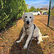 Balco a rejoint le concours — aidez-le/la à gagner de superbes lots ! animal, canine, car, clouds, cute, dog, domestic_animal, fence, golden_retriever, grass, hedge, leash, nature, outdoor, pet, puppy, sitting, sky, sunlight, young