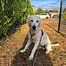 animal, canine, car, clouds, cute, dog, domestic_animal, fence, golden_retriever, grass, hedge, leash, nature, outdoor, pet, puppy, sitting, sky, sunlight, young