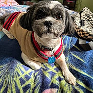 Maximiliano Gabriel joined the competition — help win amazing prizes! animal, bedroom, black_and_white, blanket, carpet, checkered_bag, close_up, collar, cozy, cute, dog, fur, furniture, indoor, pet, portrait, resting, small_dog, sweater, tag