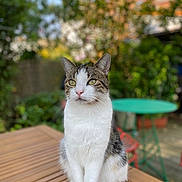 Mimine a rejoint le concours — aidez-le/la à gagner de superbes lots ! animal, blurred_background, calm, cat, daylight, domestic_cat, ears, feline, garden, greenery, nature, outdoor, pet, portrait, sitting, sunlight, tabby, whiskers, white_fur, wooden_table