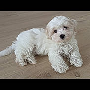 Utah participe au concours pour gagner de l'argent avec cette photo : adorable, animal, companion, curious, cute, dog, domestic_animal, fluffy, friendly, fur, indoor, looking_at_camera, lying_down, pet, puppy, resting, small_dog, white_fur, wooden_floor, young_dog