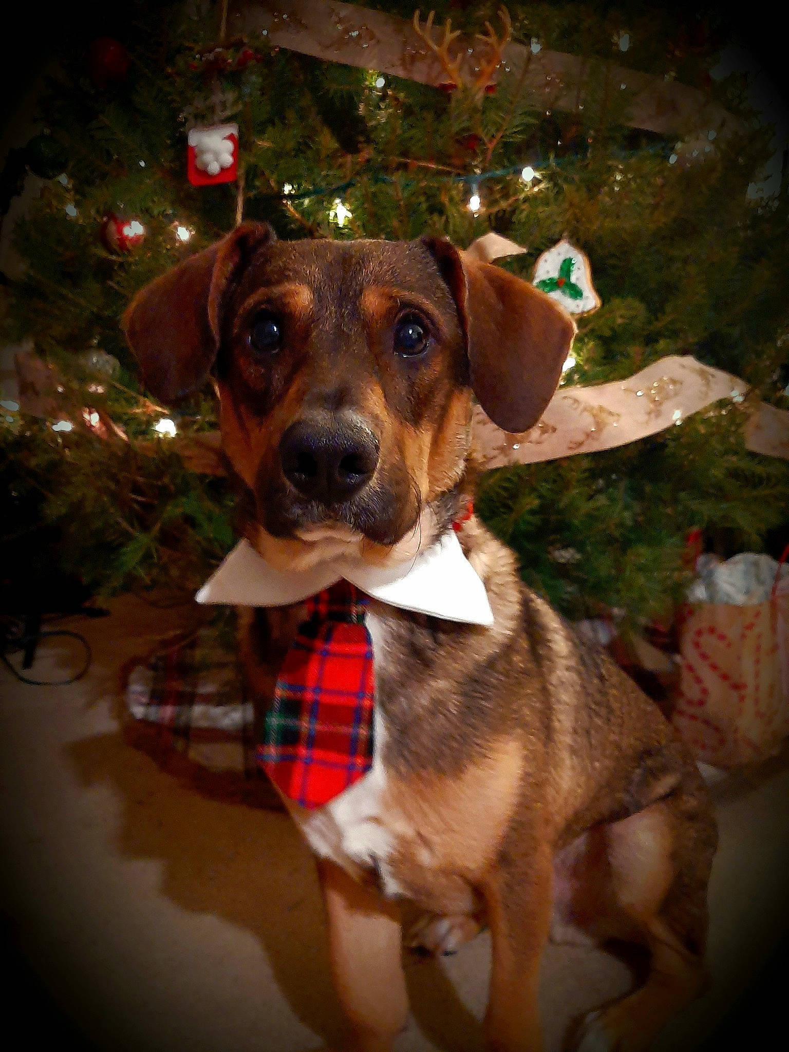 Gunnar is registered to the contest to win money with this photo: canidae, carnivore, christmas, christmas_decoration, collar, companion_dog, dog, dog_breed, dog_clothes, dog_supply, fawn, liver, pet_supply, plaid, snout, sporting_group, tartan, whiskers, working_animal, working_dog