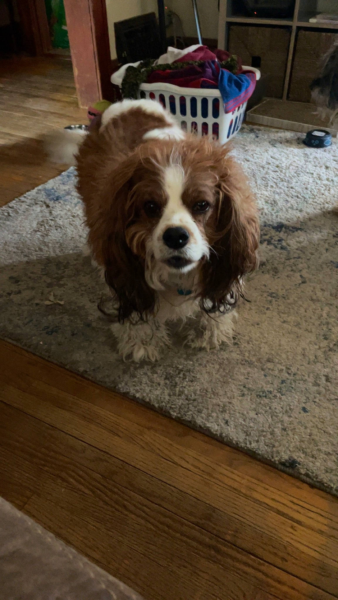 Chester joined the competition — help win amazing prizes! brown, carnivore, cavalier_king_charles_spaniel, companion_dog, dog, dog_breed, fawn, floor, flooring, fur, hardwood, king_charles_spaniel, liver, plank, snout, spaniel, sporting_group, toy_dog, wood, working_animal