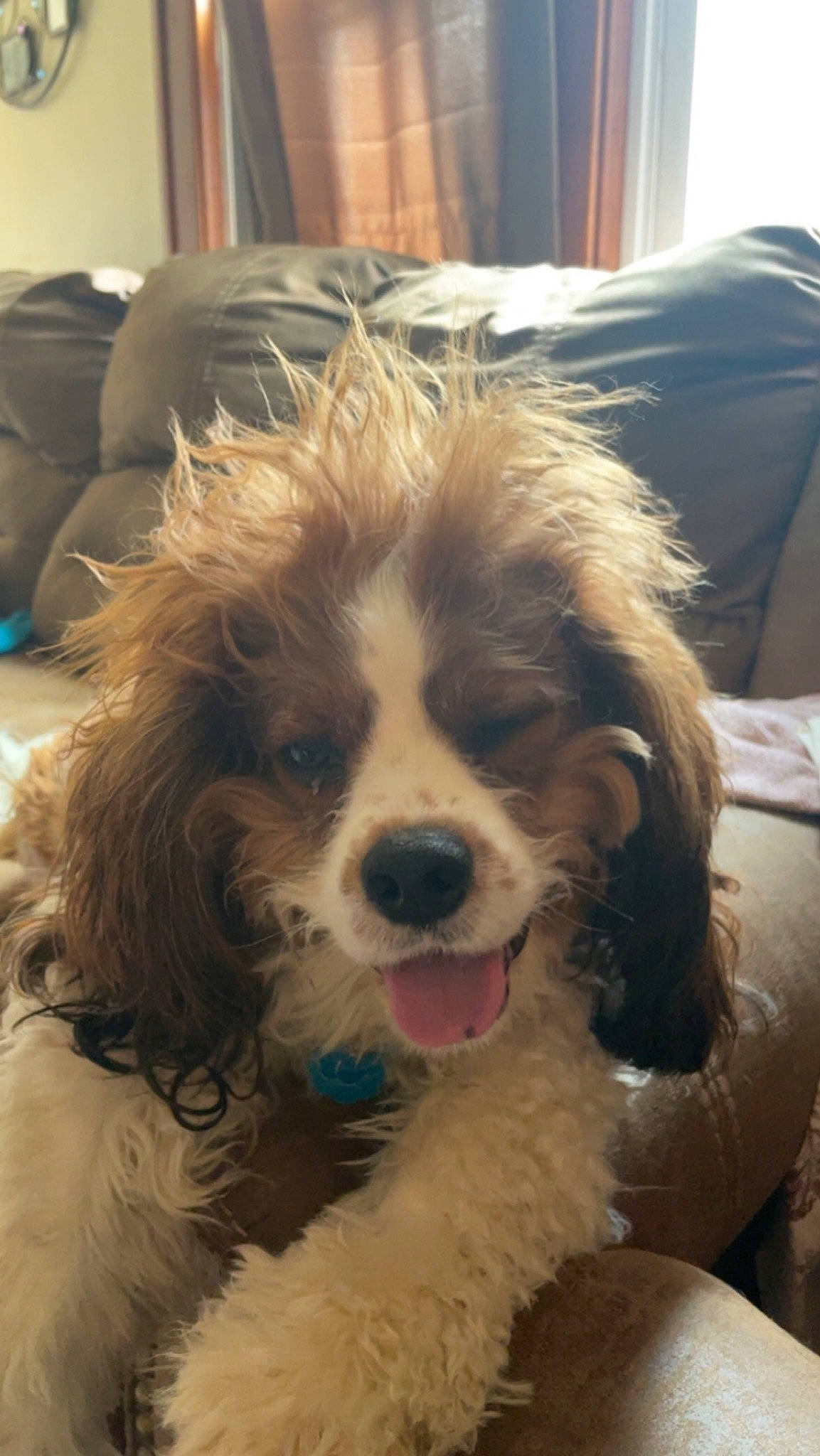 Chester joined the competition — help win amazing prizes! canidae, carnivore, cavalier_king_charles_spaniel, companion_dog, corgi_chihuahua, couch, dog, dog_breed, ear, fur, liver, picture_frame, puppy, snout, spaniel, sporting_group, toy_dog, water_dog, whiskers, working_animal