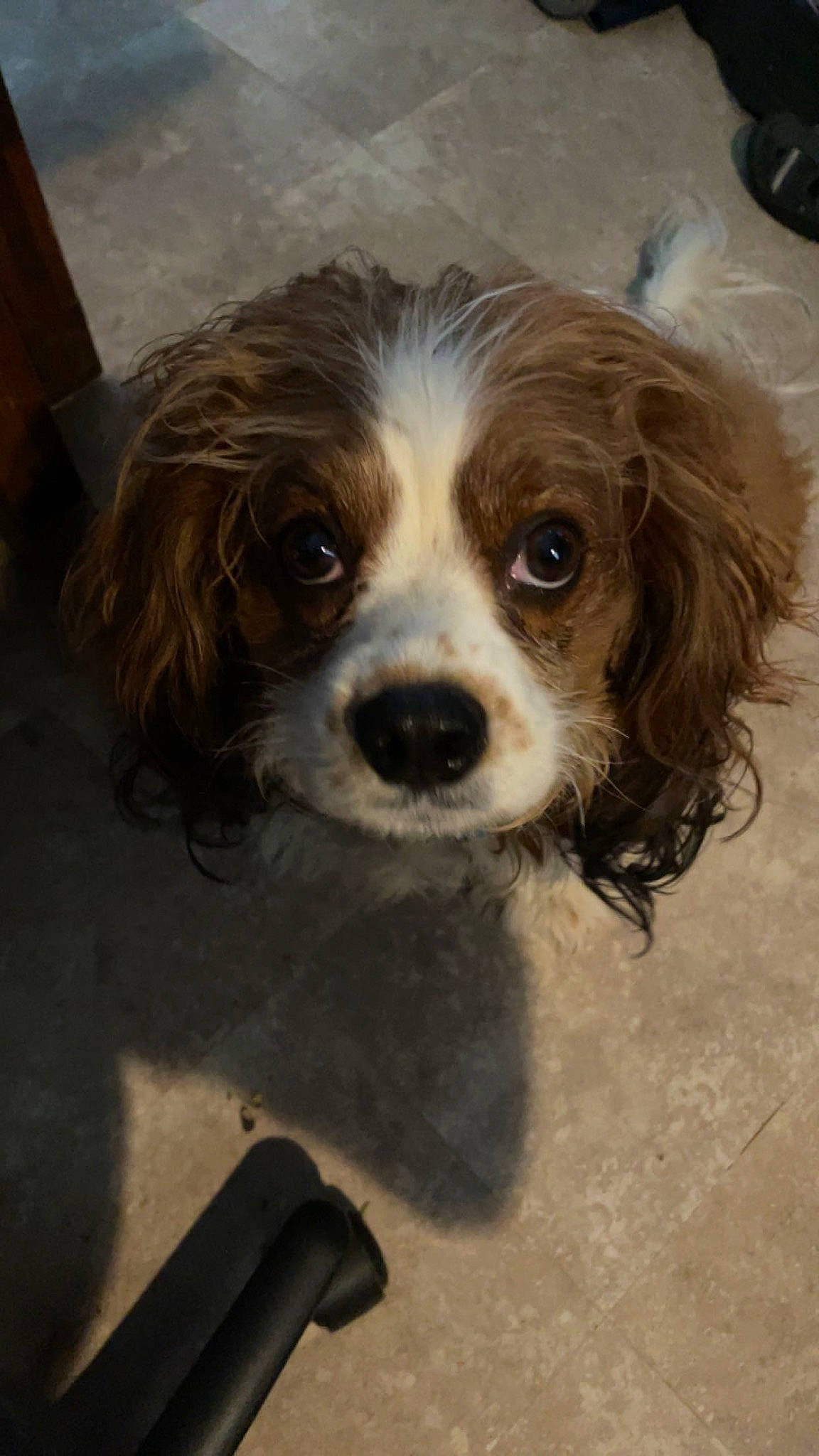 Chester is registered to the contest to win money with this photo: canidae, carnivore, companion_dog, dog, dog_breed, fawn, fur, king_charles_spaniel, liver, puppy, snout, spaniel, sporting_group, terrestrial_animal, toy_dog, whiskers, working_animal
