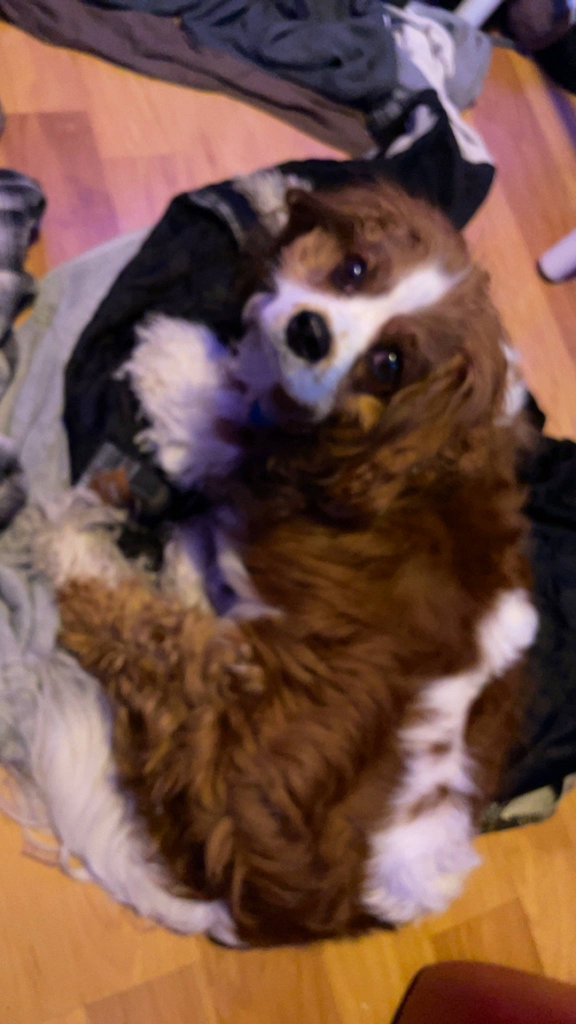 Chester is registered to the contest to win money with this photo: carnivore, companion_dog, dog, dog_breed, dog_supply, fang, felidae, flooring, fur, natural_material, paw, small_to_medium_sized_cats, snout, spaniel, tail, terrestrial_animal, toy, toy_dog, whiskers, working_animal