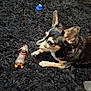 dog, toy, rug, black_rug, indoor, pet, small_dog, stuffed_toy, blue_duck, animal, canine, fur, ears, floor, playful, laying_down, looking, close_up, domestic, cute