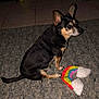 dog, small_dog, black_dog, tan_dog, sitting, looking_away, indoor, rug, floor_tiles, plush_toy, rainbow_toy, pet, animal, fur, ears, tail, curious, cozy, texture, toy