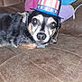 dog, small_dog, hat, patriotic_hat, couch, indoor, pet, fur, black_fur, tan_fur, face, eyes, nose, pillow, flower_pillow, fabric, flash, reflection, close_up, animal