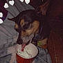 dog, ice_cream, cup, licking, blanket, heart_graphics, pet, snack, cozy, indoor, close_up, brown, black, small_dog, canine, cute, animal, tongue, collar, relaxed