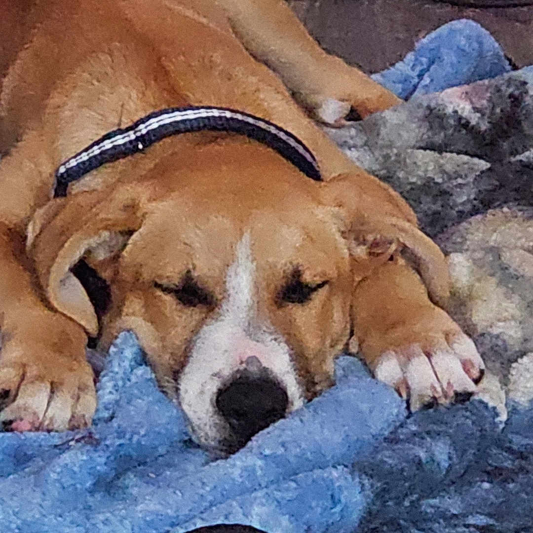 Boe is registered to the contest to win money with this photo: animal, ball, beagle, boxer, bulldog, canine, dog, hound, labradorretriever, person, pet, pitbull, pool, puppy, sleeping, sport, summer, tennis, tennisball, water