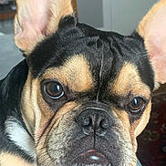 Legaci joined the competition — help win amazing prizes! dog, french_bulldog, close_up, pet, indoor, portrait, ears, face, brown_eyes, black_fur, tan_fur, white_fur, wrinkles, cute, animal, companion, muzzle, whiskers, nose, expression