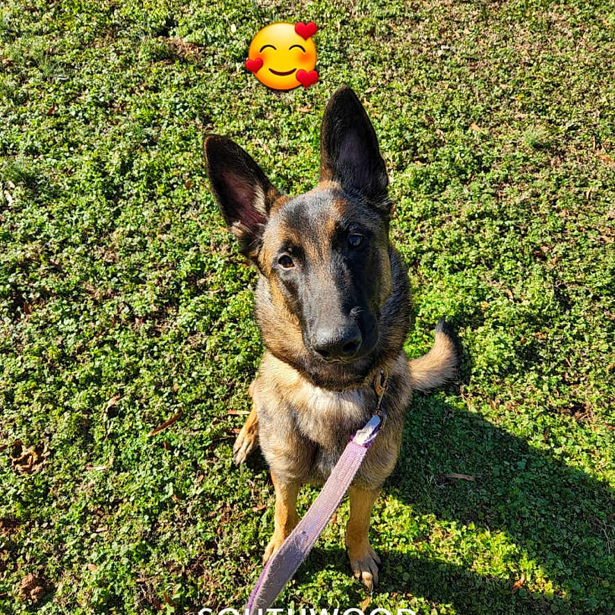 Kratos is registered to the contest to win money with this photo: dog, leash, grass, outdoor, pet, animal, canine, shadow, sunlight, greenery, portrait, alert, friendship, companion, text_overlay, caption, nature, garden, loyal, watchful