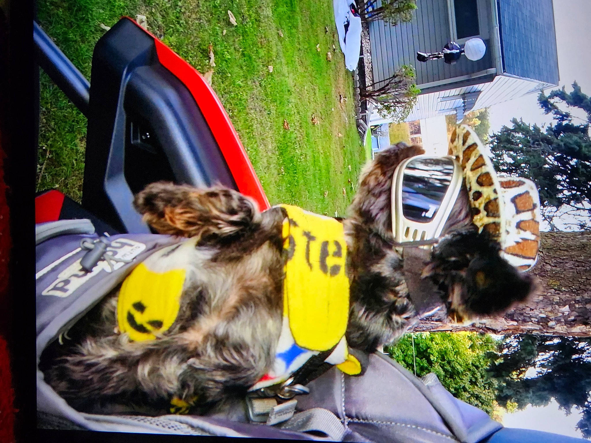 Dymond joined the competition — help win amazing prizes! auto_part, automotive_exterior, automotive_mirror, carnivore, companion_dog, dog, dog_breed, felidae, fur, grass, leisure, motor_vehicle, plant, sporting_group, tree, vehicle, vehicle_door, vertebrate, window, windshield