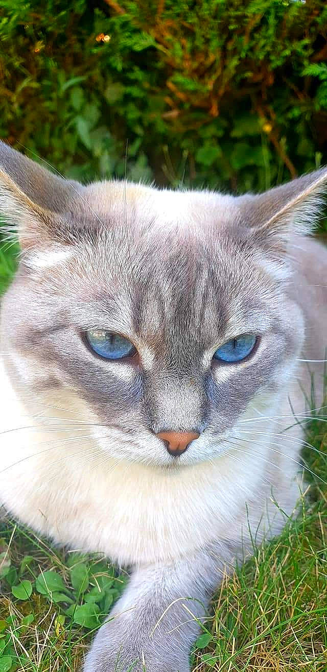 Lady a rejoint le concours — aidez-le/la à gagner de superbes lots ! carnivore, cat, close_up, domestic_short_haired_cat, fawn, felidae, fur, grass, groundcover, head, plant, russian_blue, small_to_medium_sized_cats, snout, tail, terrestrial_animal, thai, tree, whiskers, wildlife