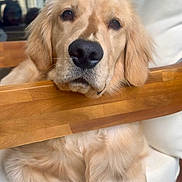 Aspen joined the competition — help win amazing prizes! golden_retriever, dog, puppy, pet, wooden_chair, indoors, fur, cute, relaxed, resting, animal, canine, nose, ears, paw, face, home, comfort, closeup, expression