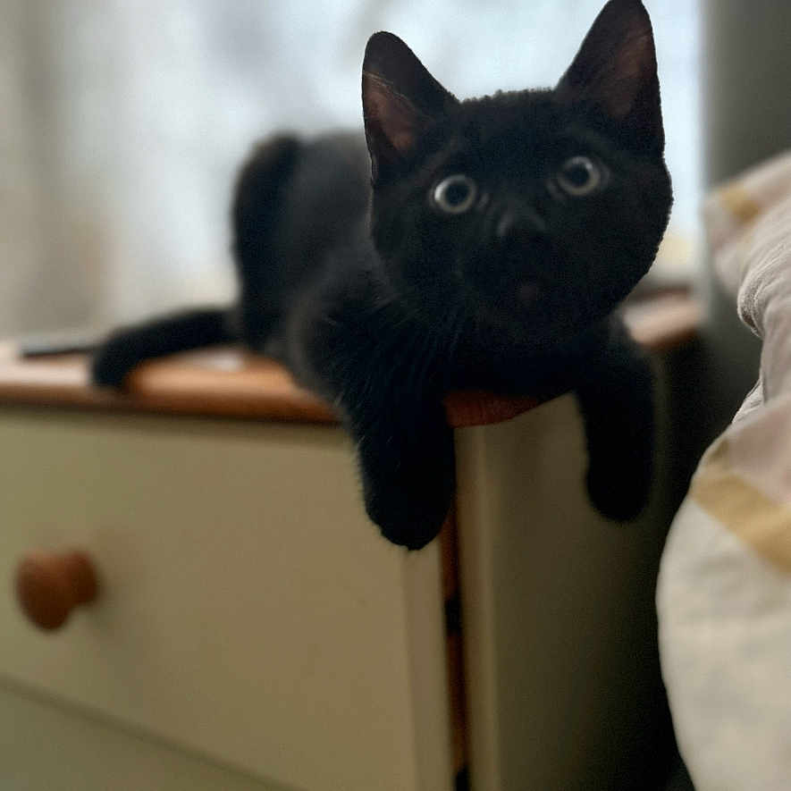 Bob is registered to the contest to win money with this photo: abyssinian, animal, blackcat, cabinet, cat, drawer, dresser, furniture, kitten, manx, person, pet, plywood, shelf, siamese, wood