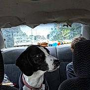 Pixie joined the competition — help win amazing prizes! dog, pet, black_and_white, car, vehicle, backseat, collar, leash, animal, canine, portrait, sitting, travel, indoor, automotive, headrest, window, rear_window, passenger, side_profile