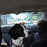 dog, pet, black_and_white, car, vehicle, backseat, collar, leash, animal, canine, portrait, sitting, travel, indoor, automotive, headrest, window, rear_window, passenger, side_profile