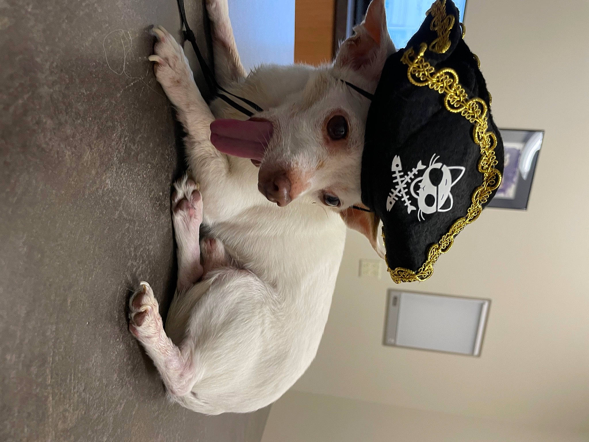 Chesney joined the competition — help win amazing prizes! art, canidae, carnivore, companion_dog, dog, dog_breed, ear, fawn, felidae, gesture, jaw, picture_frame, sculpture, small_to_medium_sized_cats, snout, tail, visual_arts, whiskers, wood, working_animal