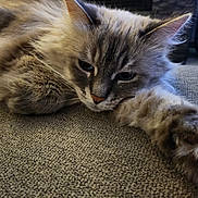 Frimousse participe au concours pour gagner de l'argent avec cette photo : animal, carpet, cat, closeup, cozy, cute, ears, face, feline, fluffy, fur, home, indoor, mammal, paw, pet, relaxed, resting, stretching, whiskers